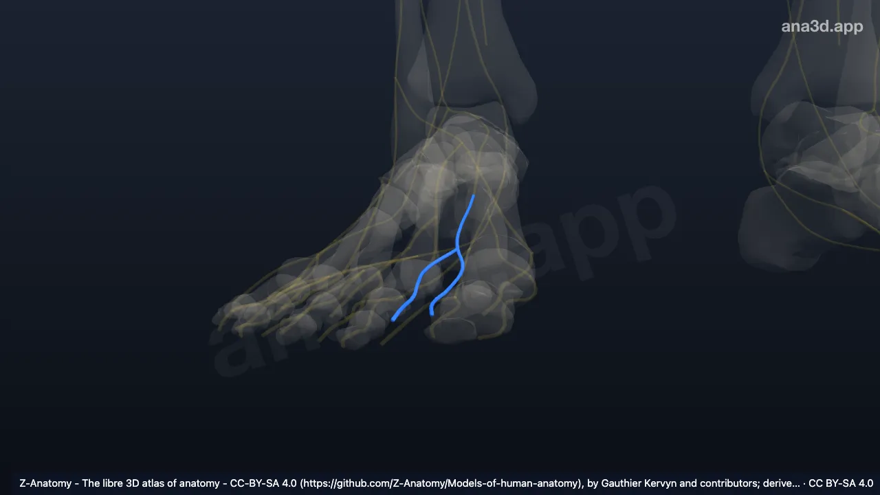 3D model: right dorsal digital branches of deep fibular nerve