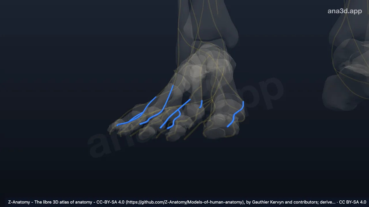 3D model: right dorsal digital branches of superficial fibular nerve