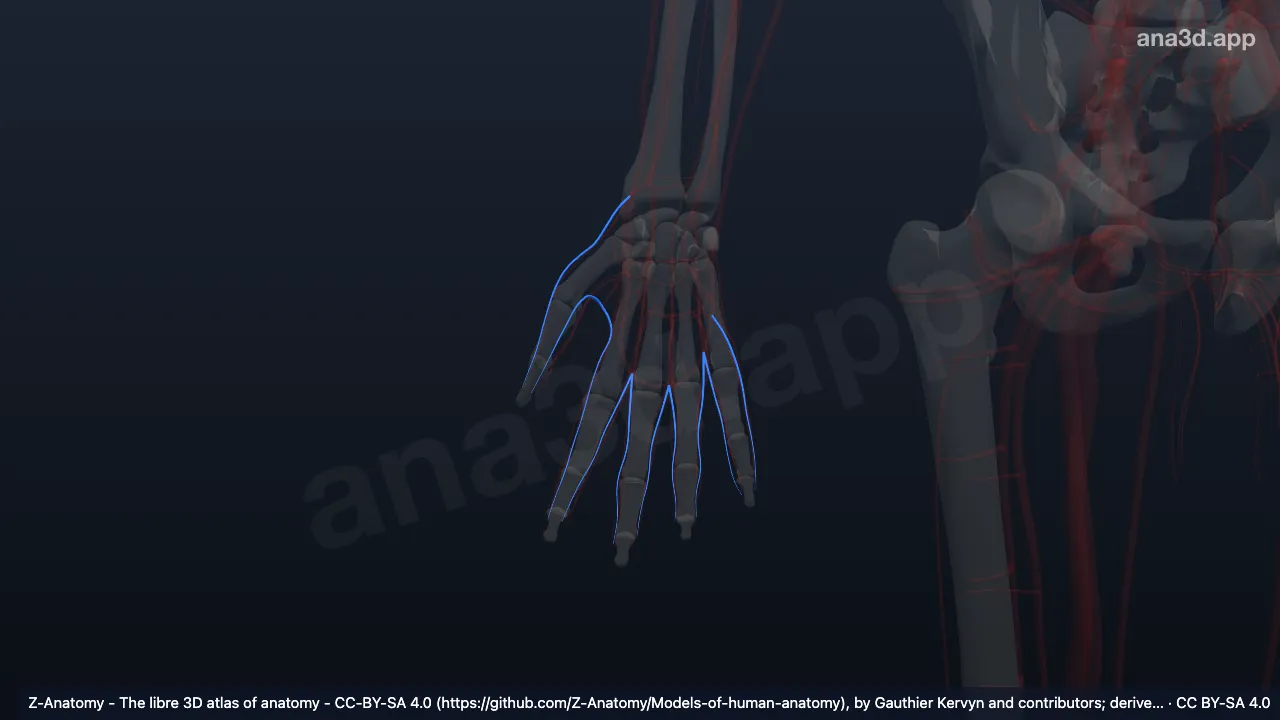 3D-Modell: Rechte Venae digitales dorsales manus