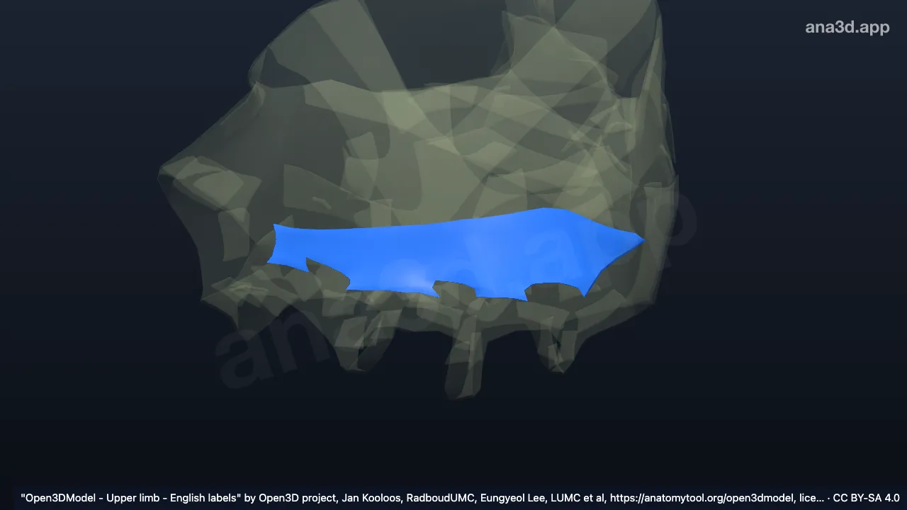 3D model: right dorsal intercarpal ligament