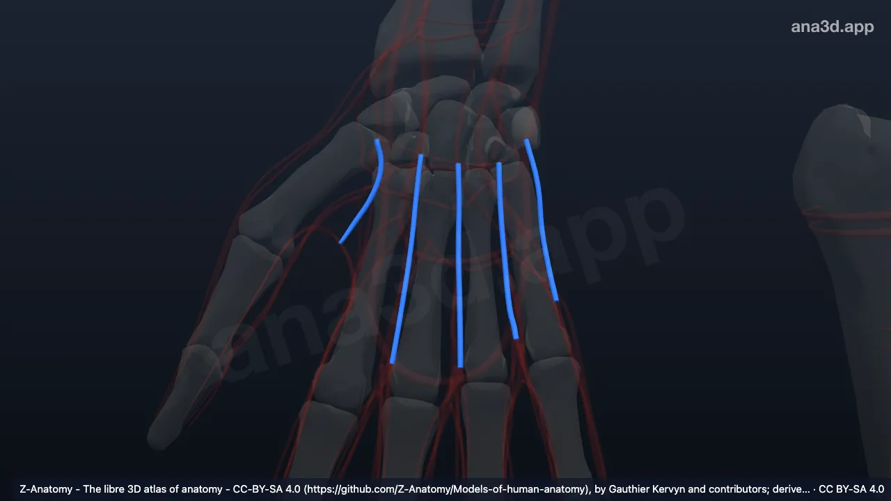 Model 3D: Arteri metakarpal dorsalis kanan