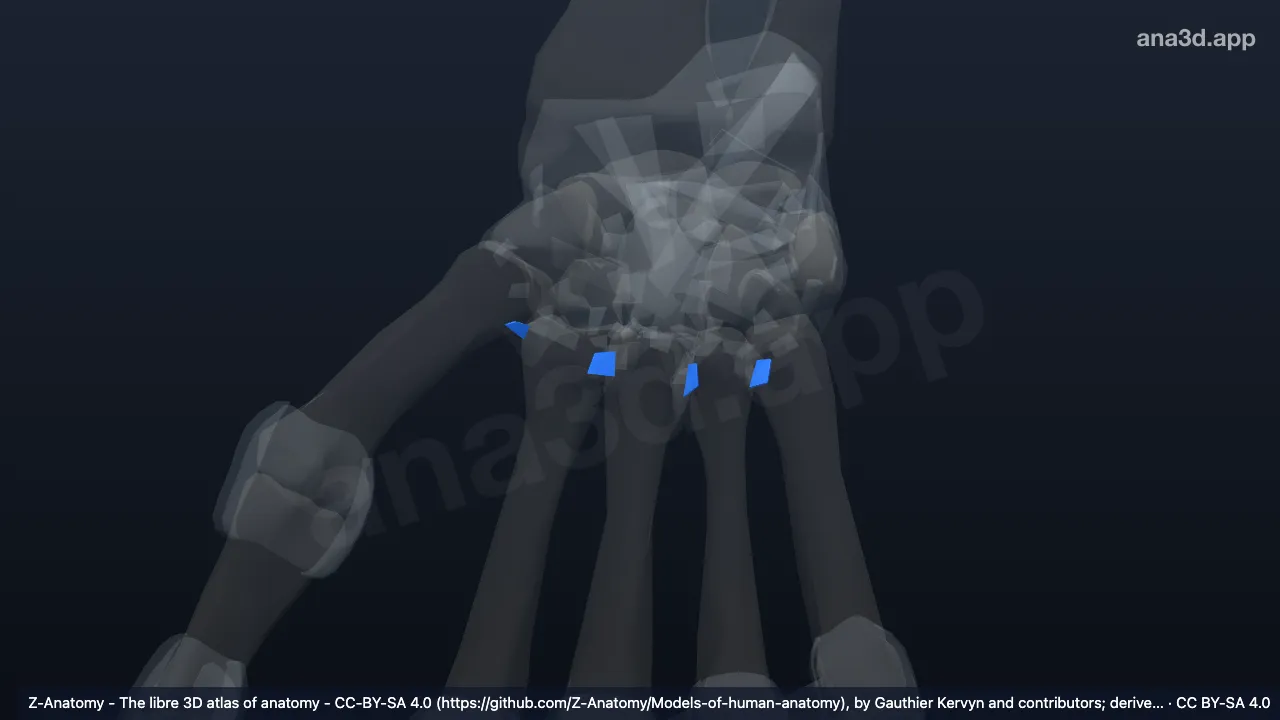 Model 3D: Ligamen metakarpal dorsale kanan