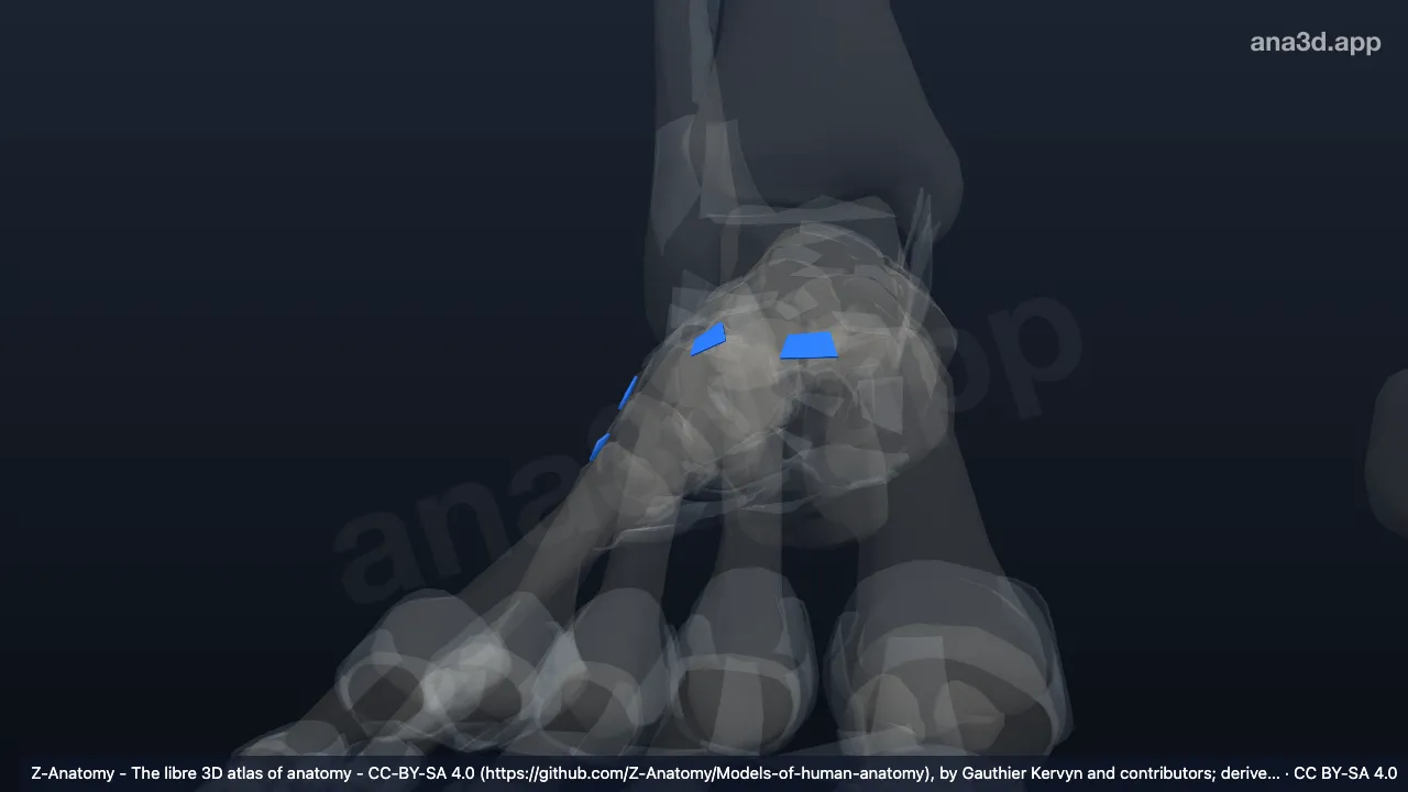 3D model: right dorsal metatarsal ligaments