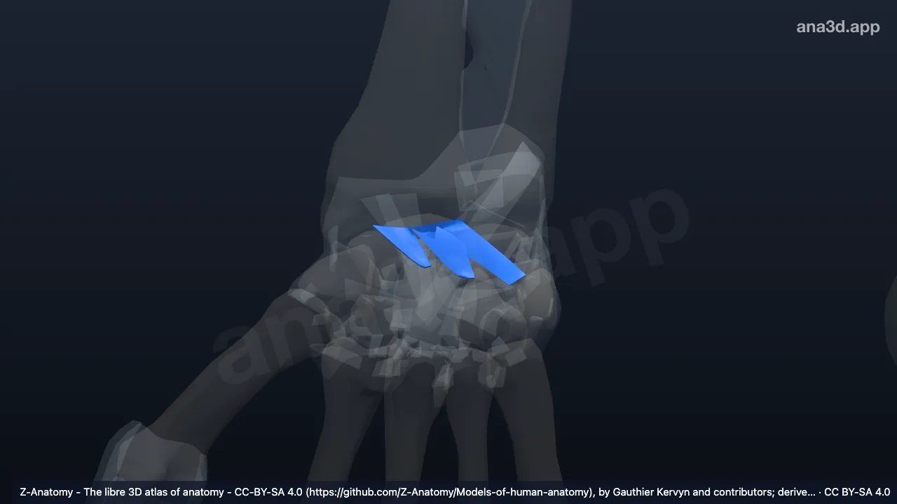 3D 模型：右桡腕背侧韧带