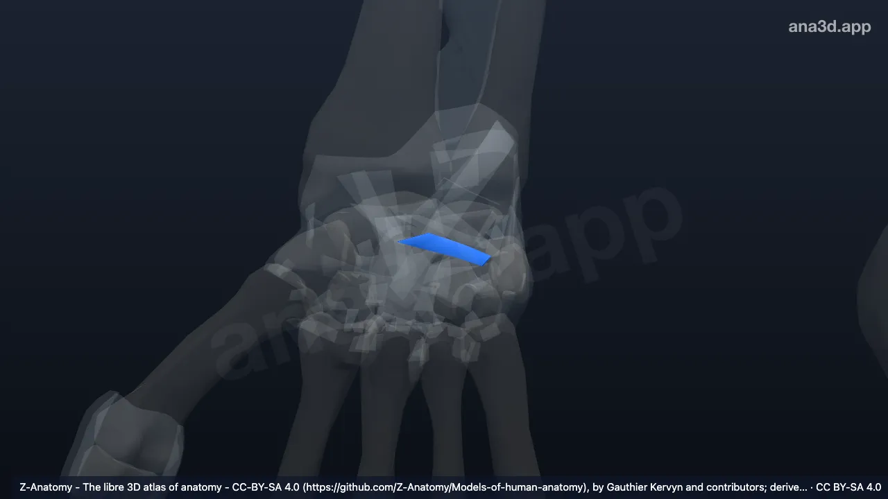 Modelo 3D: Ligamento escafotriquetral dorsal derecho