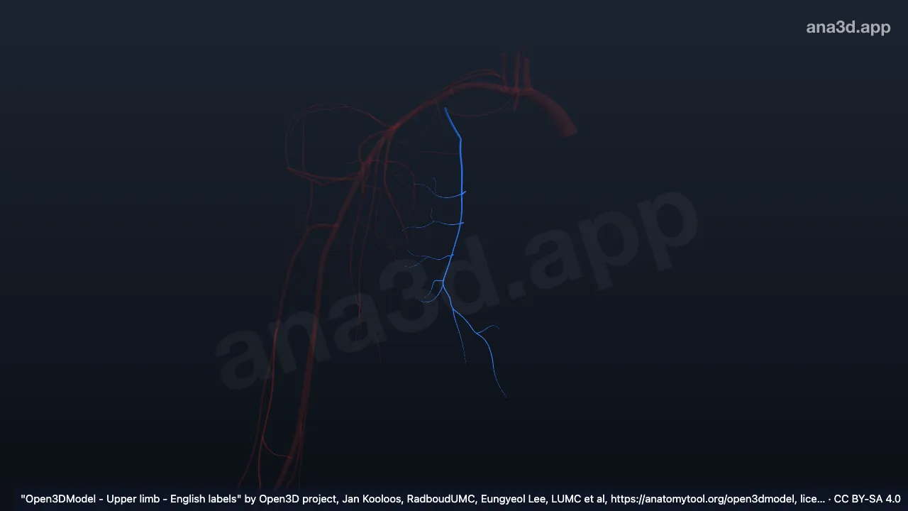 Modelo 3D: Artéria escapular dorsal direita (ramo profundo da a. cervical transversa)