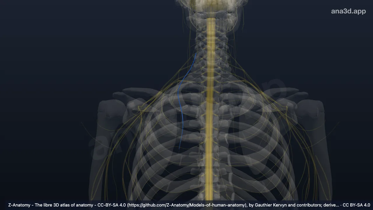 Modelo 3D: Nervo escapular dorsal direito