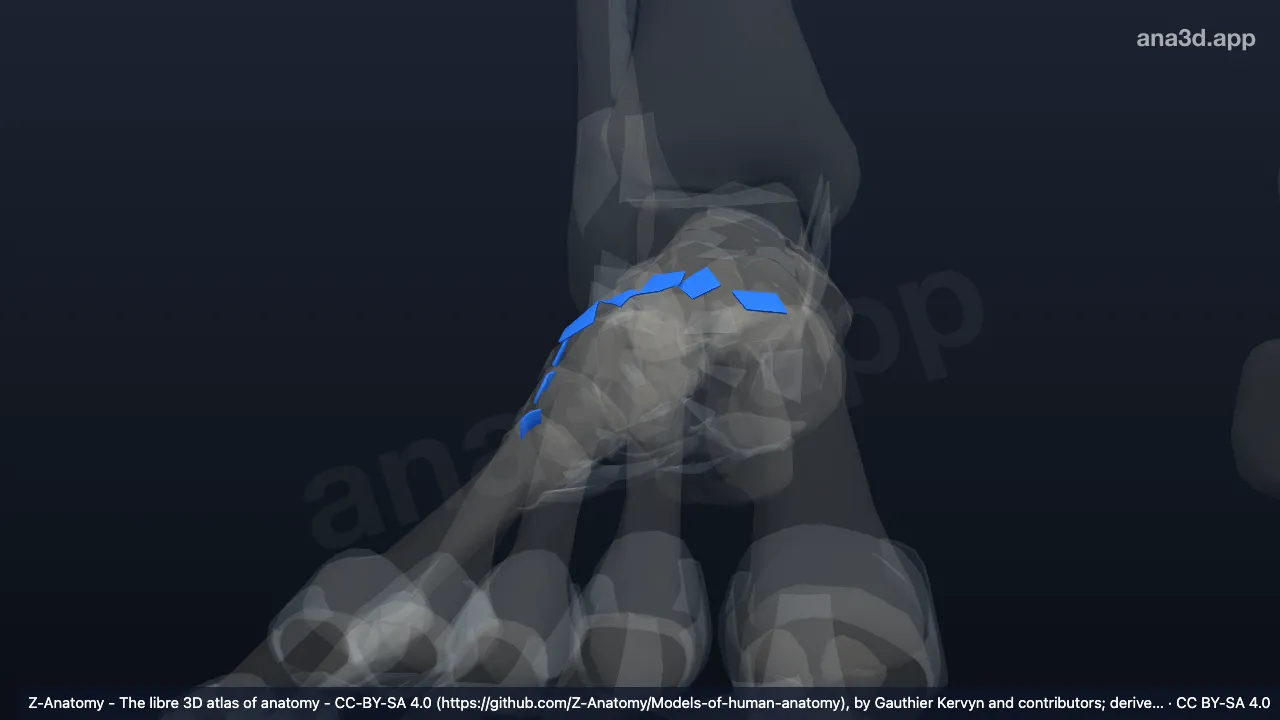 3D model: right dorsal tarsometatarsal ligaments