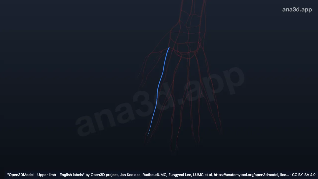 Model 3D: Arteri dorsalis indisis kanan