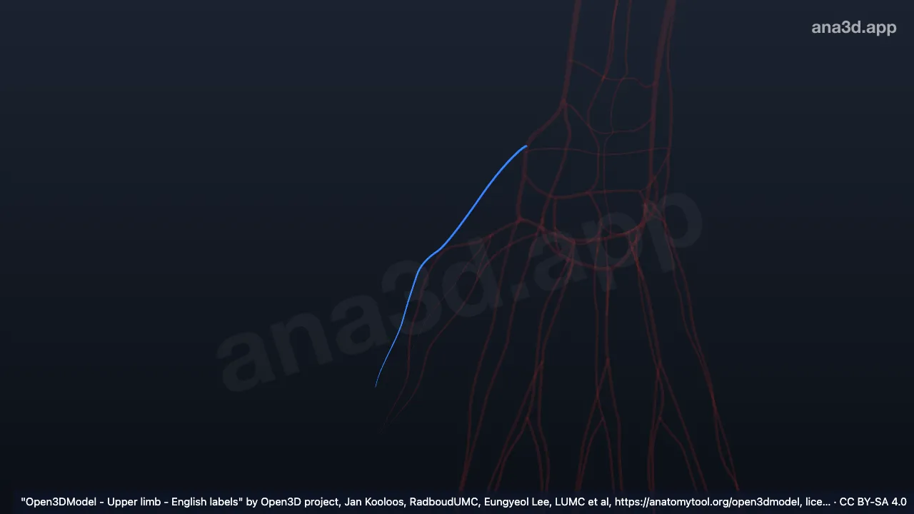 Model 3D: Arteri dorsalis polisis kanan