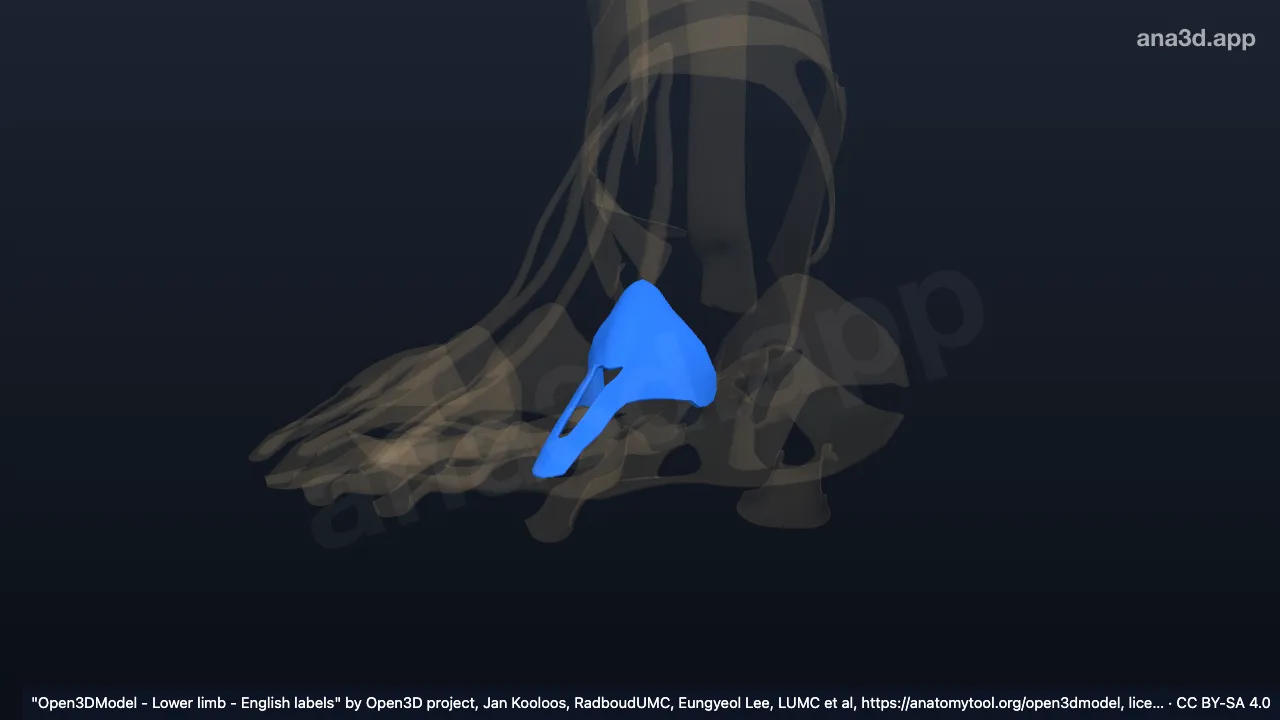 Modelo 3D: Aparato extensor del segundo dedo del pie derecho