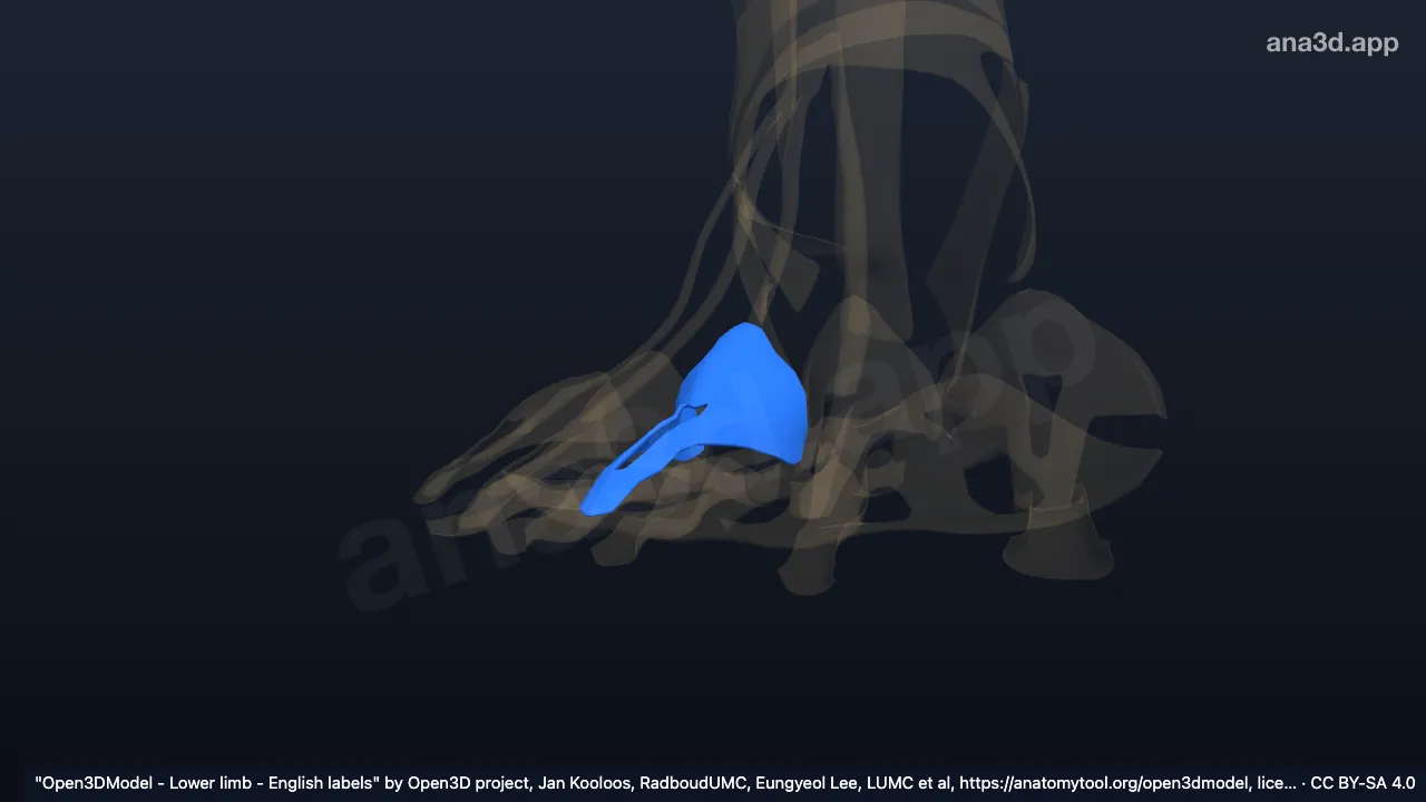 Modèle 3D : Appareil extenseur du 3e orteil droit