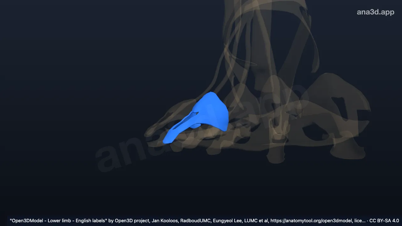 Modelo 3D: Aparelho extensor do quarto dedo do pé direito