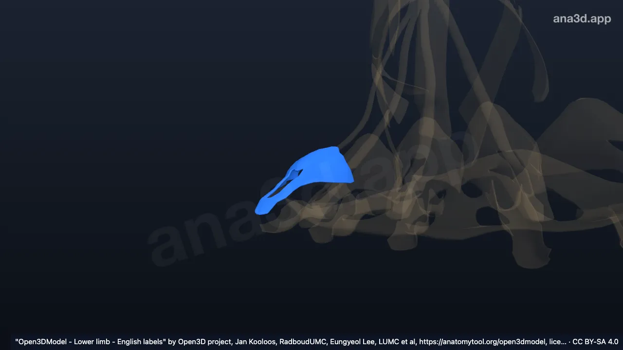 Modèle 3D : Appareil extenseur du 5e orteil droit