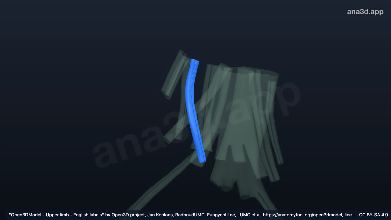 Modelo 3D: Bainha do tendão do músculo extensor radial curto do carpo direito