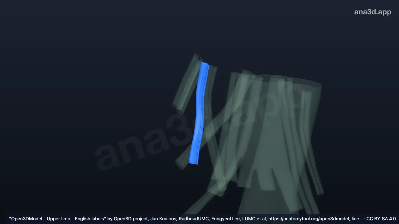 Modelo 3D: Bainha do tendão do músculo extensor radial longo do carpo direito