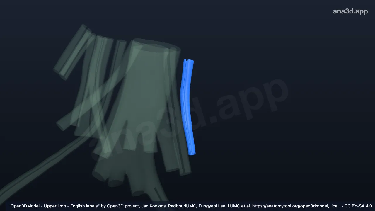 Modelo 3D: Bainha do tendão do músculo extensor ulnar do carpo direito