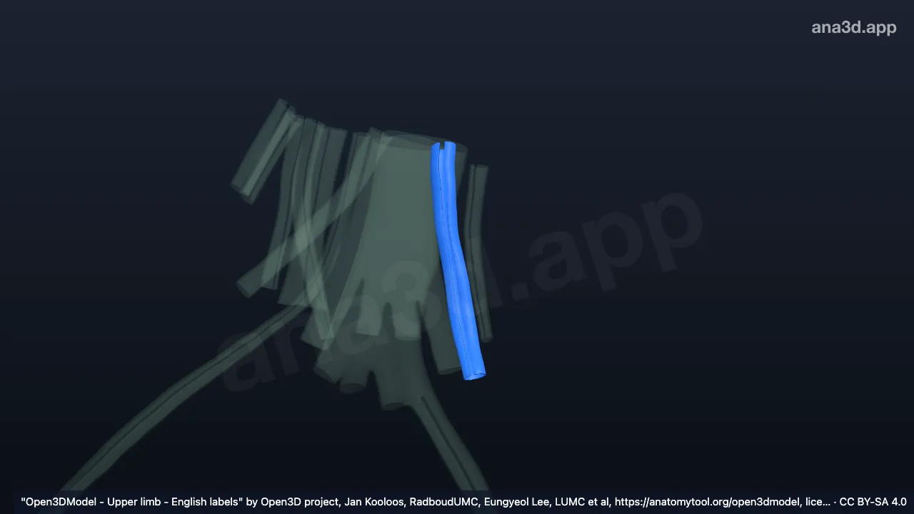 Modelo 3D: Bainha do tendão do músculo extensor do dedo mínimo direito