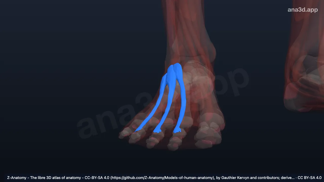 Modelo 3D: Músculo extensor curto dos dedos direito