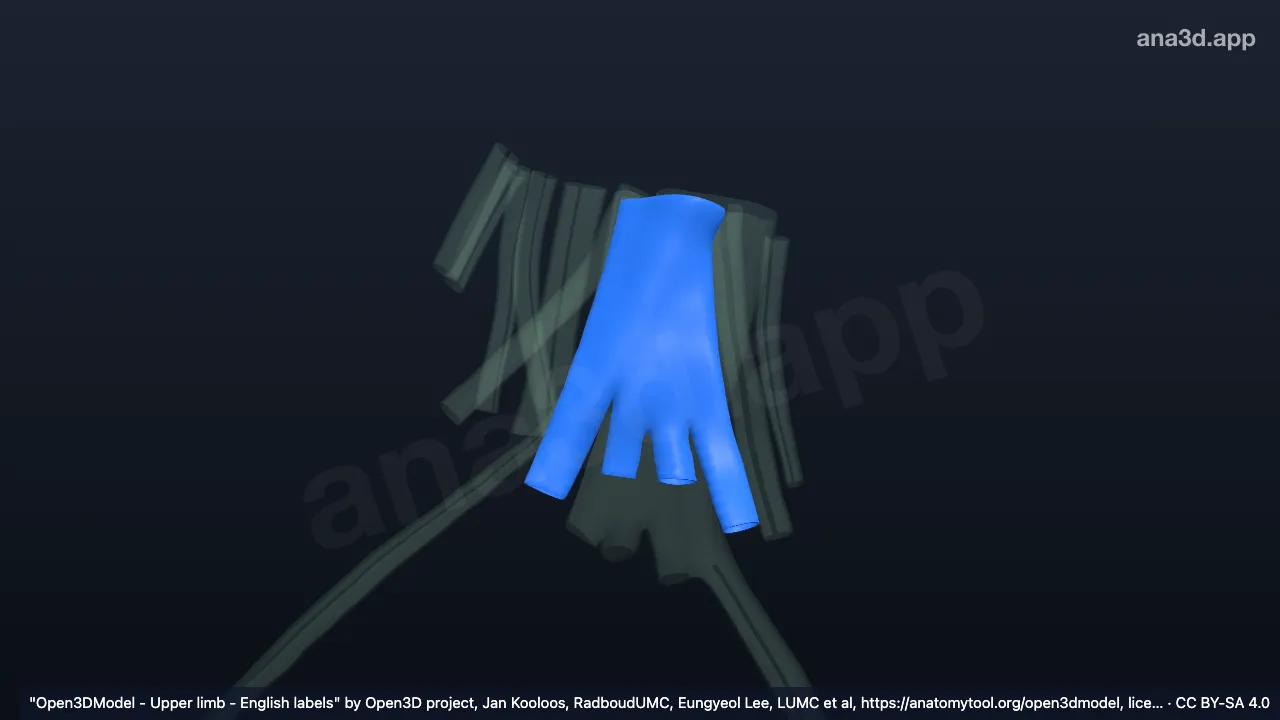 Modelo 3D: Bainha direita dos tendões dos músculos extensor dos dedos e extensor do indicador