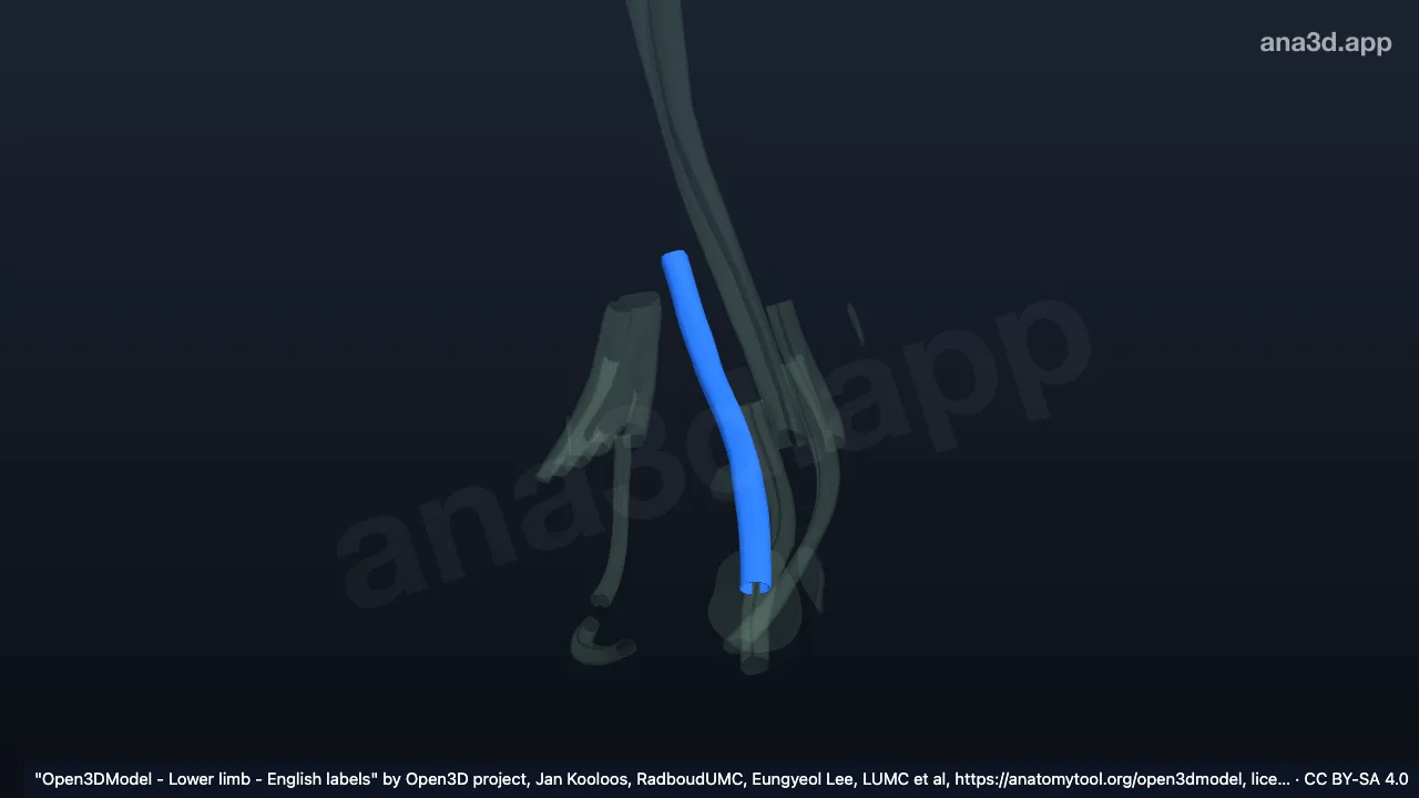 Modelo 3D: Bainha do tendão do músculo extensor longo do hálux direito