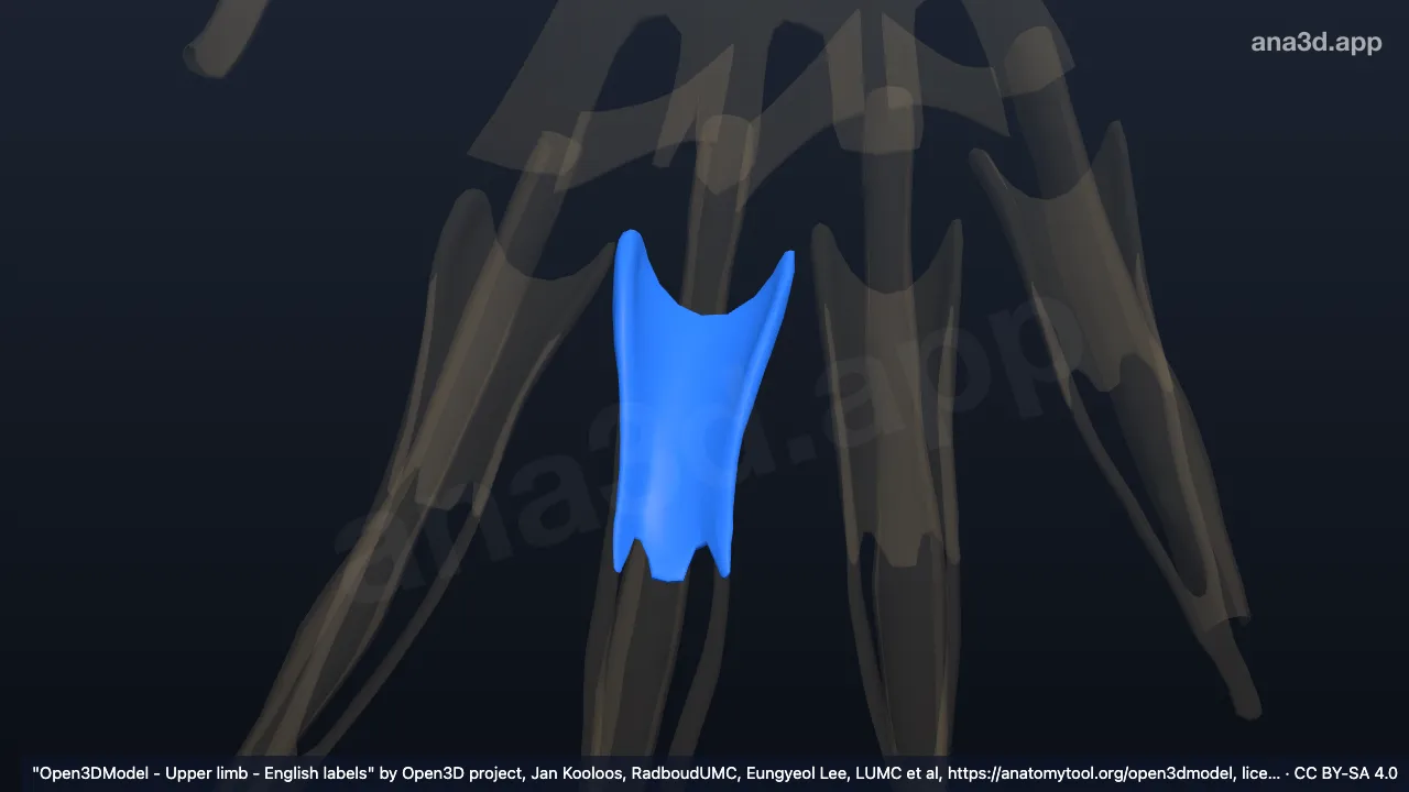 Modelo 3D: Capuchón extensor del tercer dedo de la mano derecha