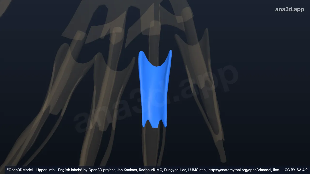 Modelo 3D: Capuz extensor do quarto dedo da mão direita