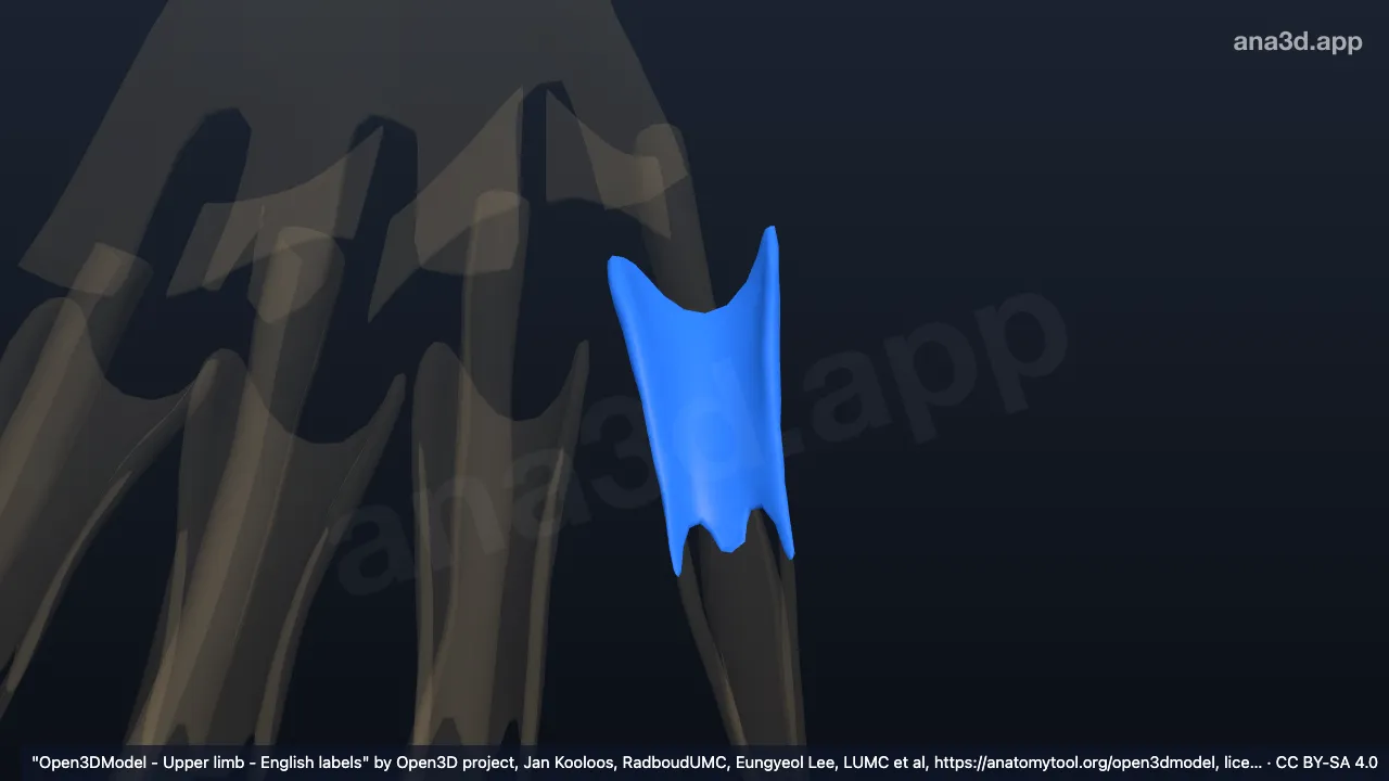 Modelo 3D: Capuz extensor do quinto dedo da mão direita