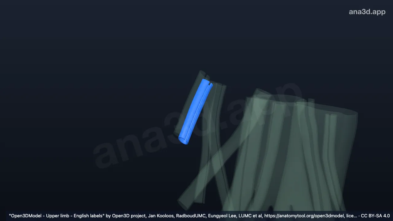 Modelo 3D: Bainha do tendão do músculo extensor curto do polegar direito