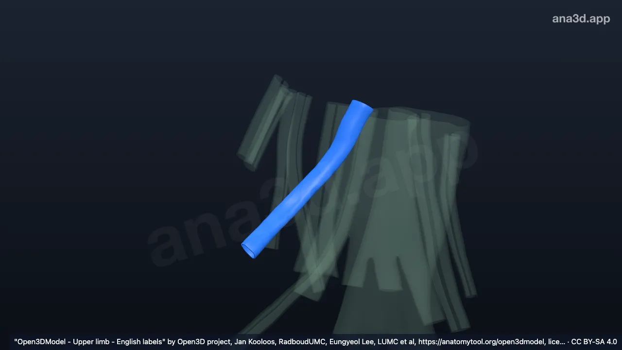 Modelo 3D: Bainha do tendão do músculo extensor longo do polegar direito