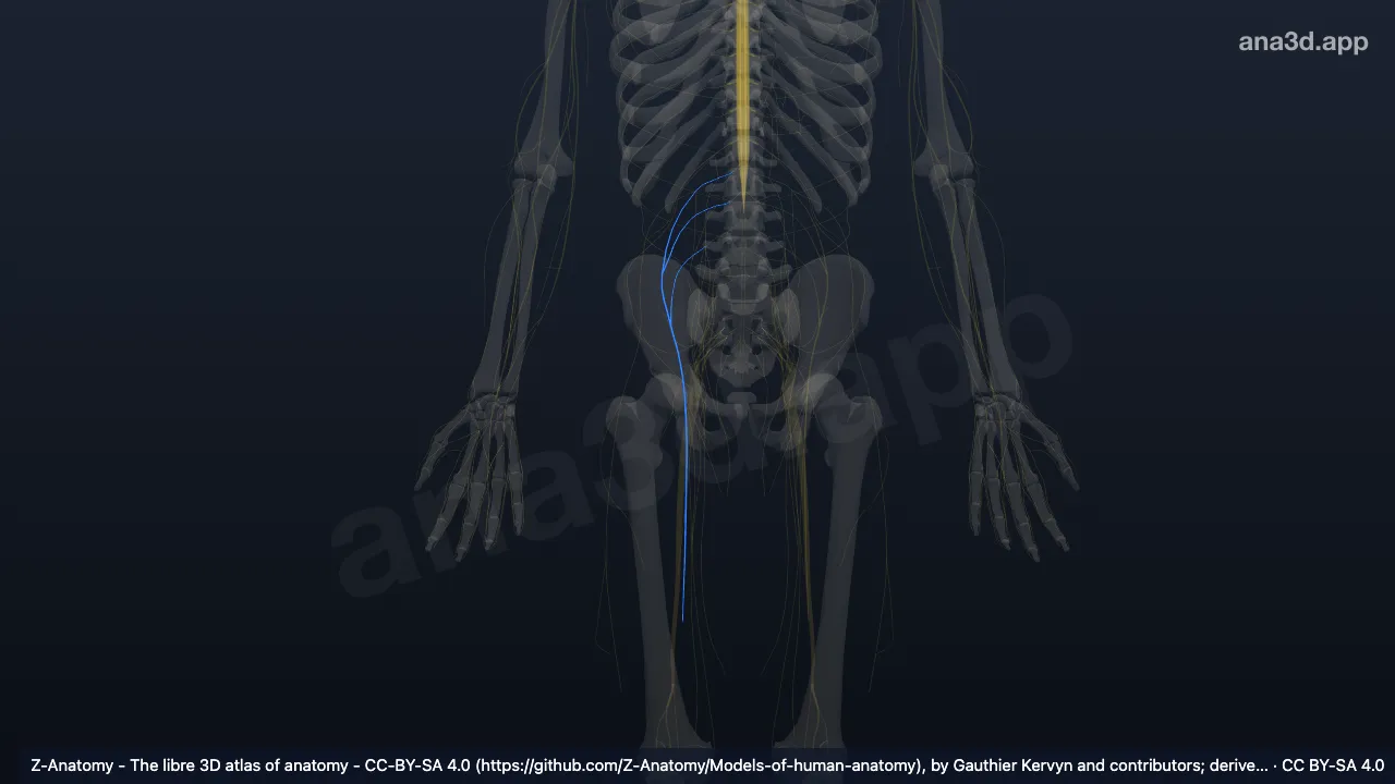 3D model: right femoral nerve