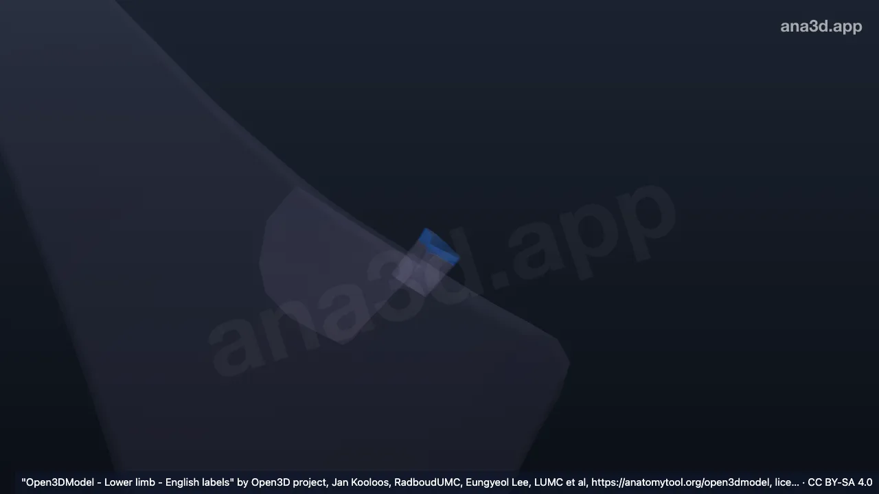 Modelo 3D: Anel femoral direito