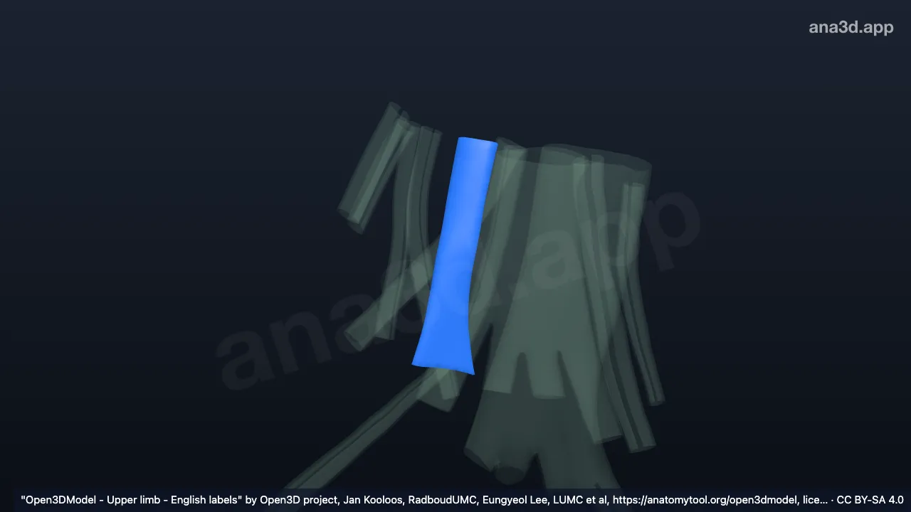 Modelo 3D: Bainha do tendão do músculo flexor radial do carpo direito