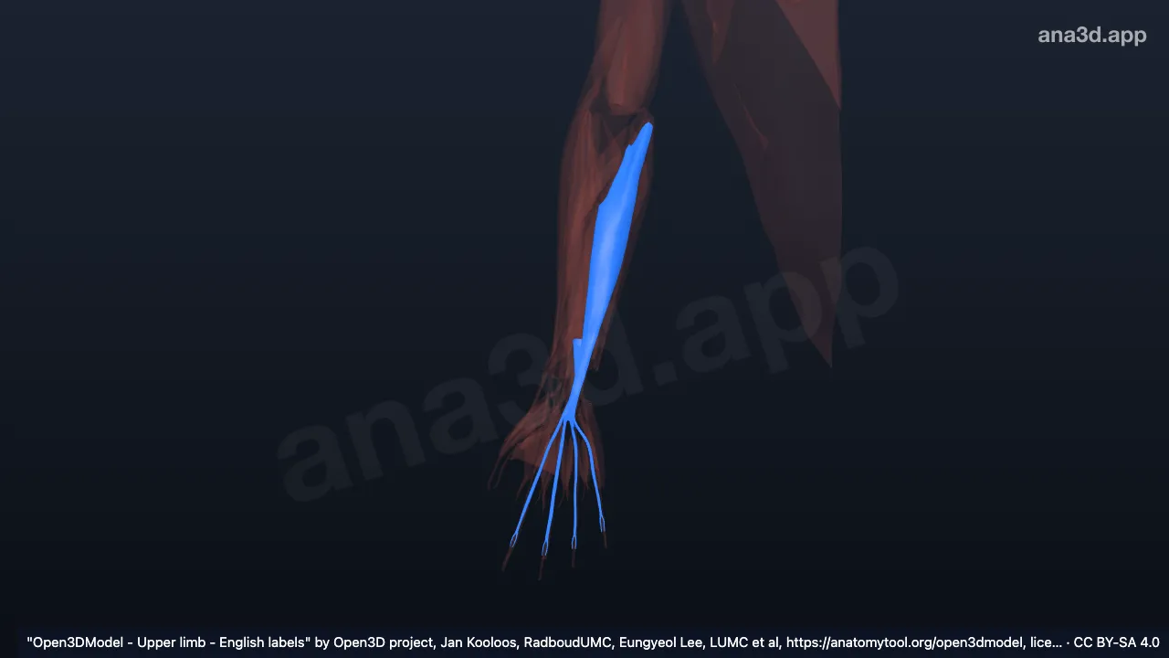 3D model: right flexor digitorum superficialis humero-ulnar head