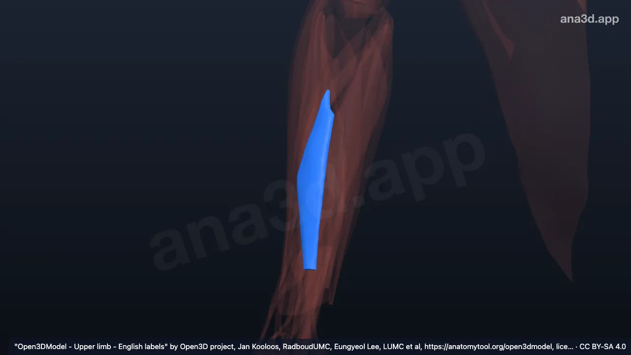 Modelo 3D: Cabeça radial do músculo flexor superficial dos dedos direito