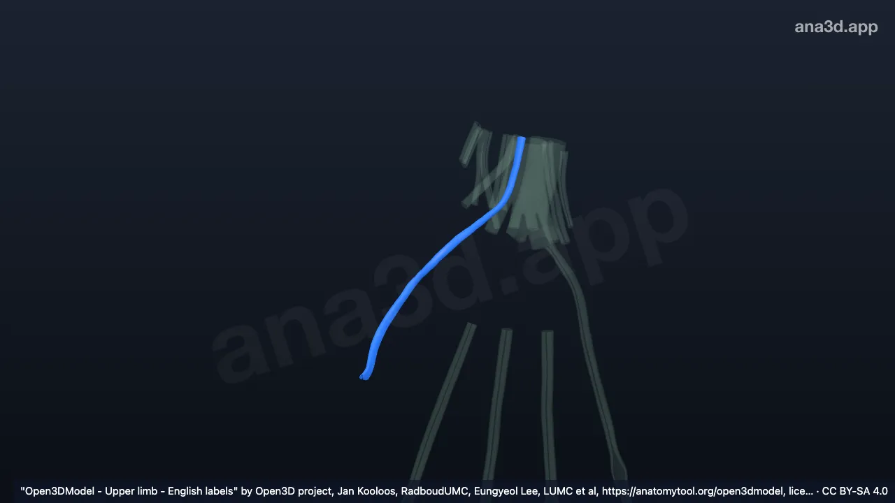 Modelo 3D: Bainha do tendão do músculo flexor longo do polegar direito