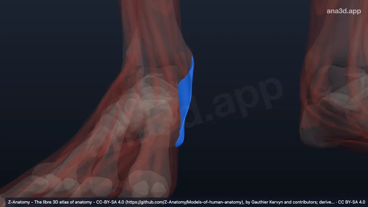 3Dモデル：右足の屈筋支帯