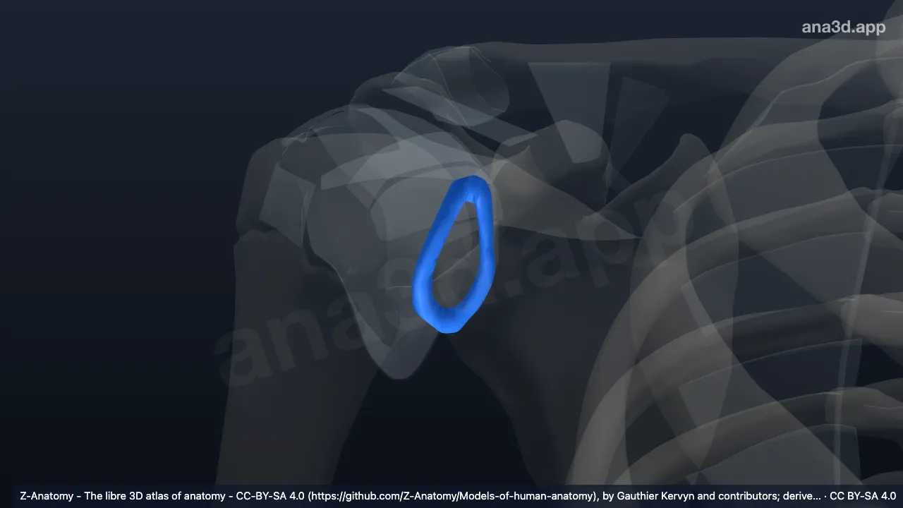 Model 3D: Labrum glenoidale kanan