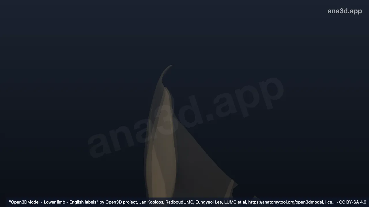 Model 3D: Aponeurosis glutea kanan