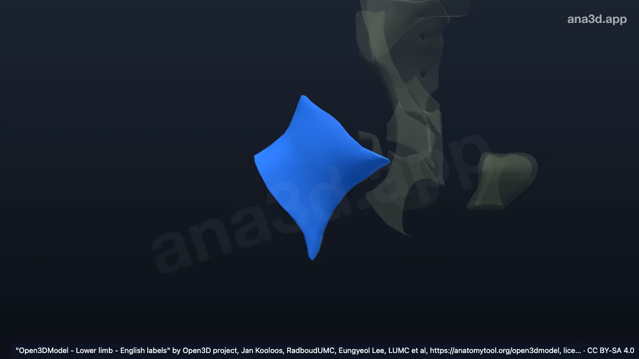 Modelo 3D: Cápsula da articulação do quadril direito