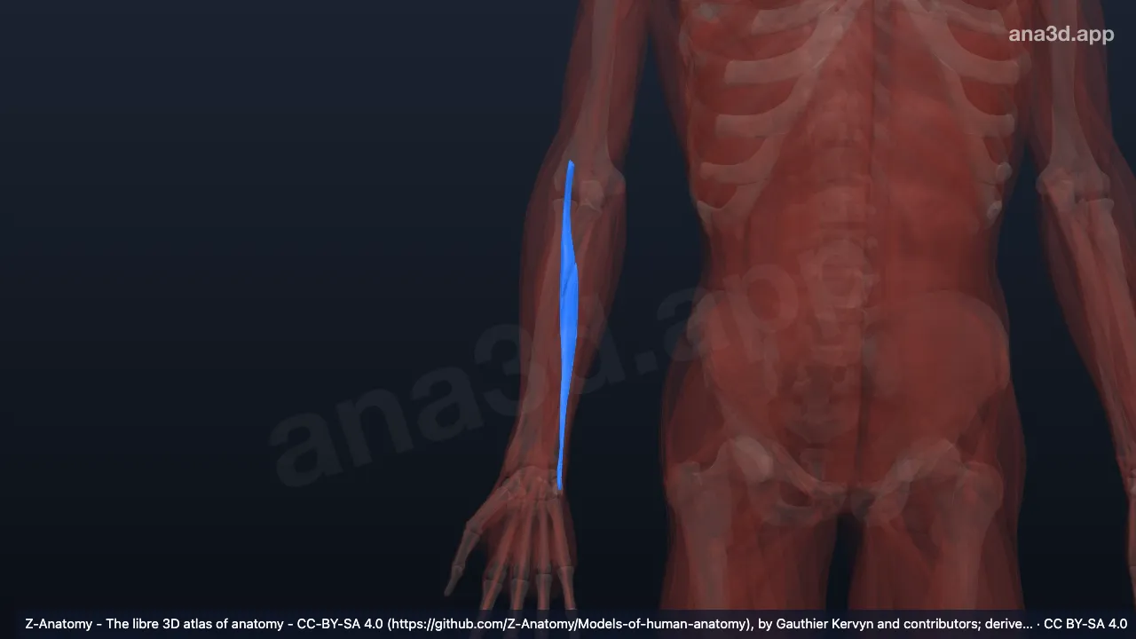 Modelo 3D: Cabeça umeral do extensor ulnar do carpo direito