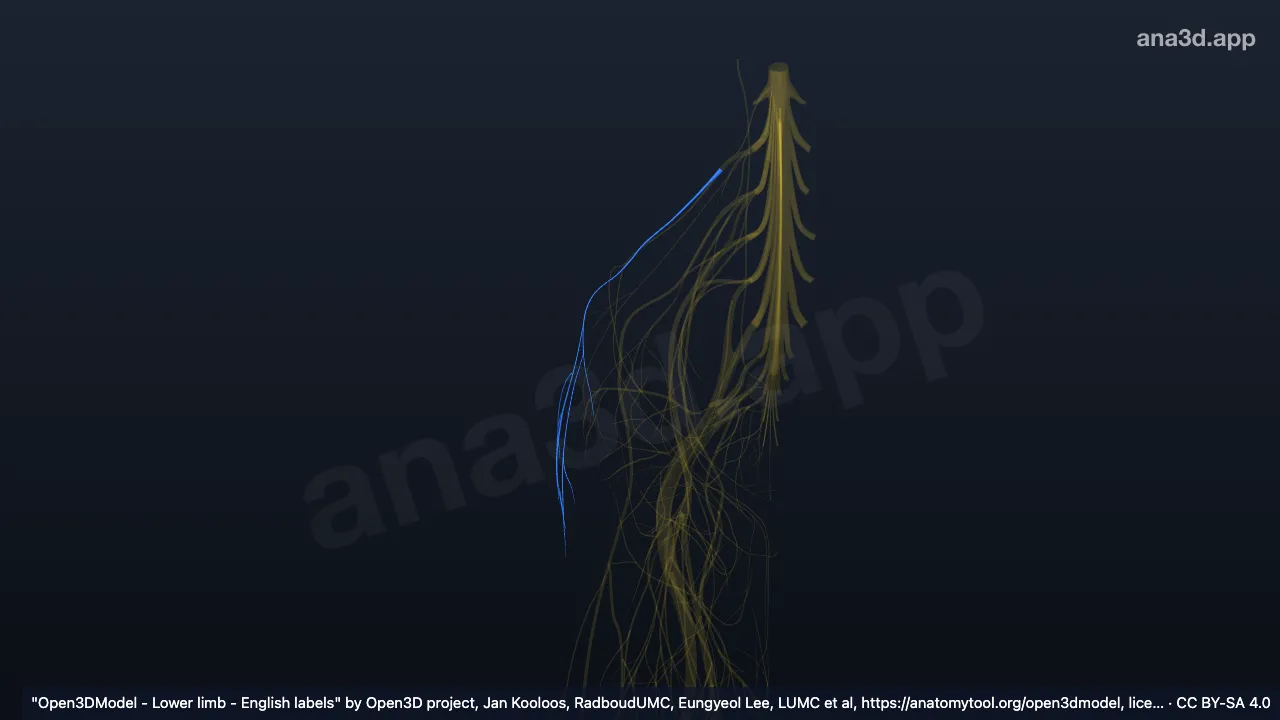 Modèle 3D : Branche cutanée latérale du nerf iliohypogastrique droit