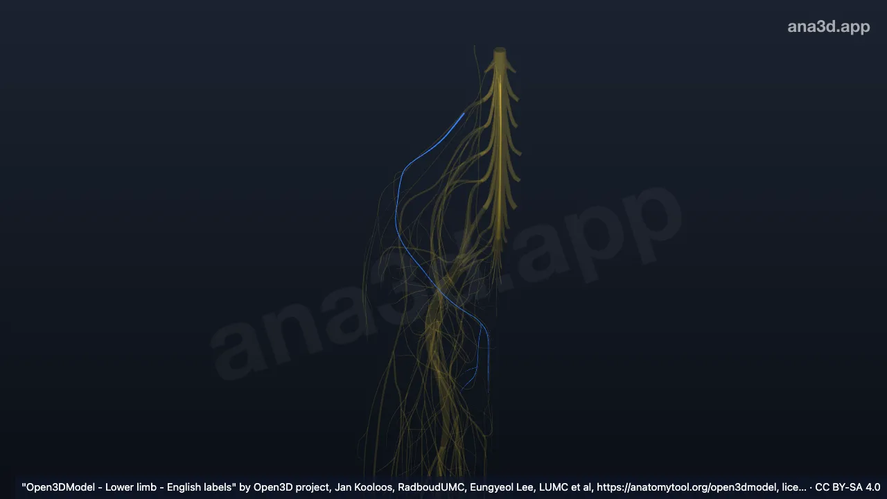 Modelo 3D: Nervo ilioinguinal direito