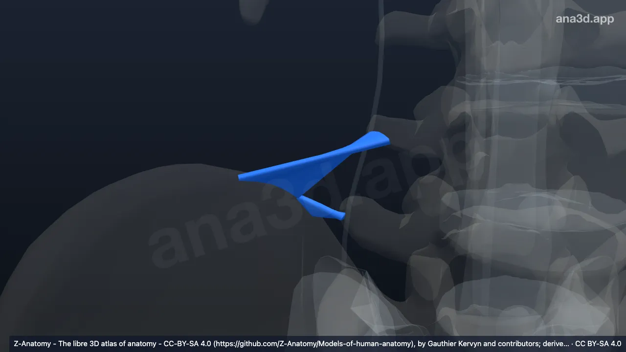 3D model: right iliolumbar ligament