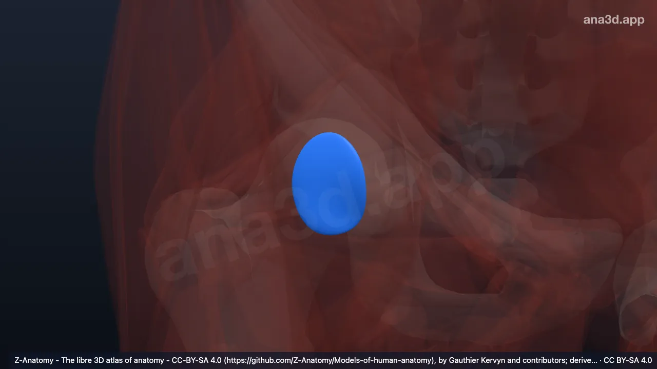 Modelo 3D: Bolsa iliopectínea direita