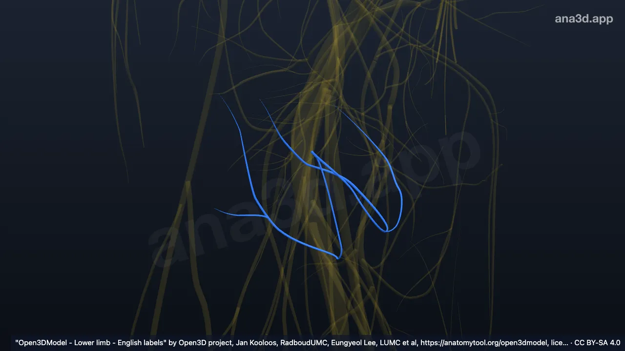 Model 3D: Cabang klunial inferior dari saraf kutaneus femoris posterior kanan