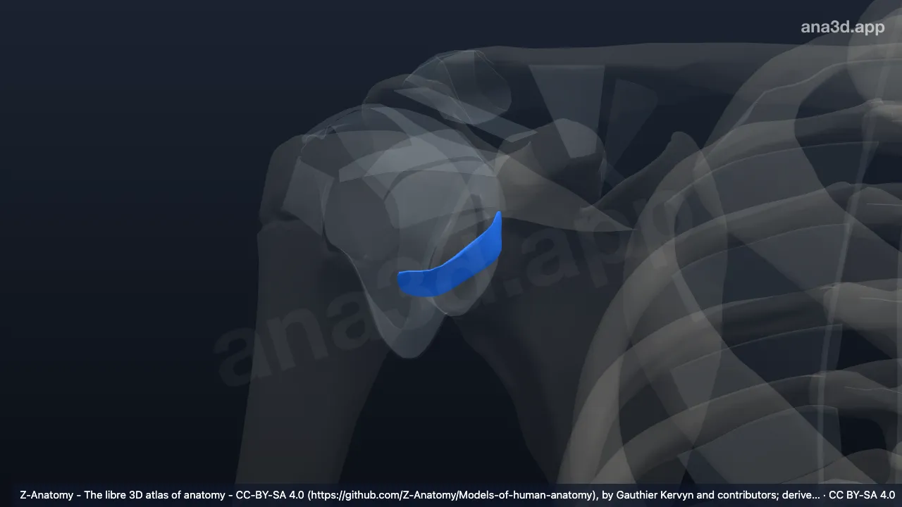 Model 3D: Ligamen glenohumerale inferior kanan