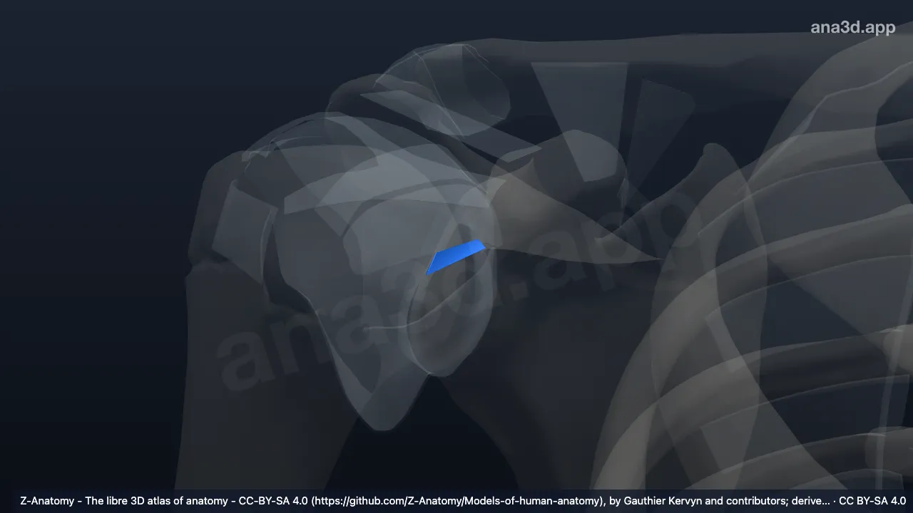 3D model: right inferior transverse scapular ligament