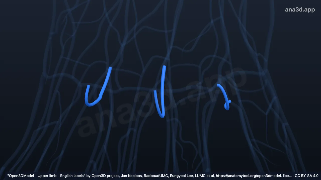 3D 模型：右手掌骨头间静脉