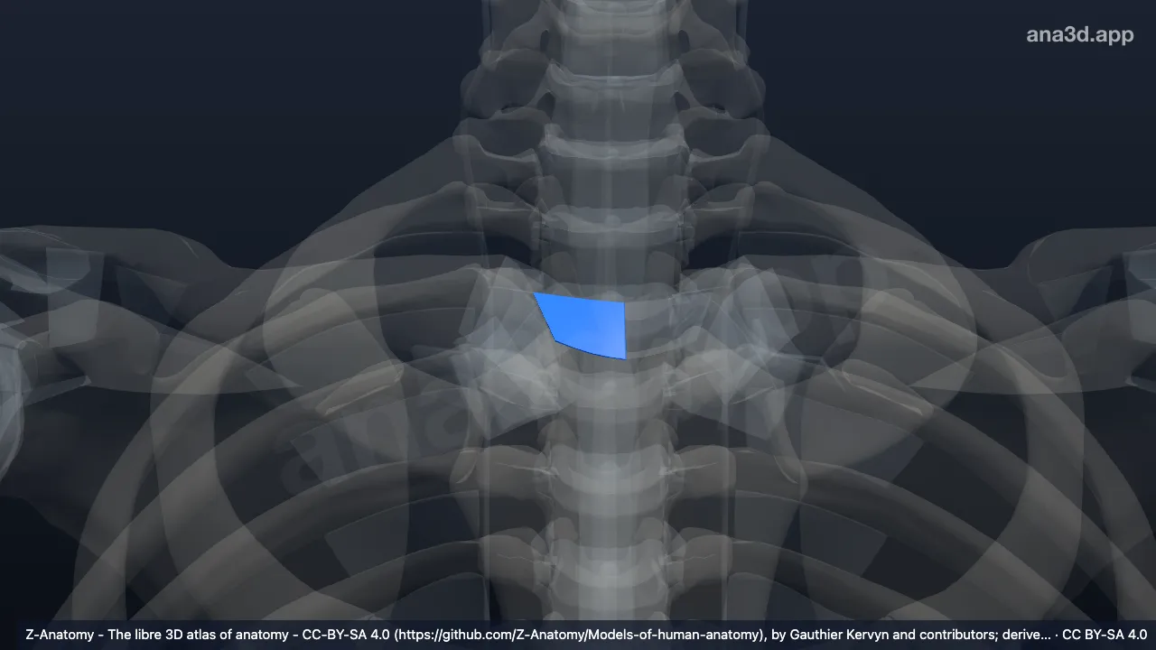 Modelo 3D: Ligamento interclavicular direito